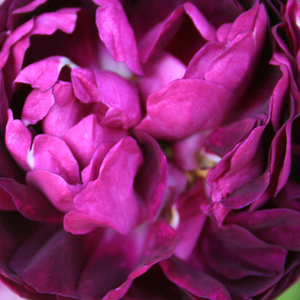 Rosen Shop - Rosa Ombrée Parfaite - lila - gallica rosen - diskret duftend - Jean-Pierre Vibert - Eine Sorte mit purpur-lila Blüten. Ihr Duft erinnert an altertümliche Rosen.